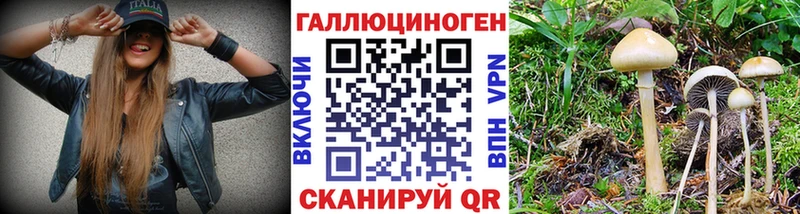 Галлюциногенные грибы Psilocybe  Магадан 